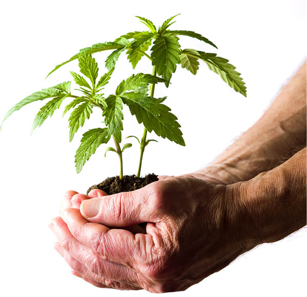 hemp-hands.jpg