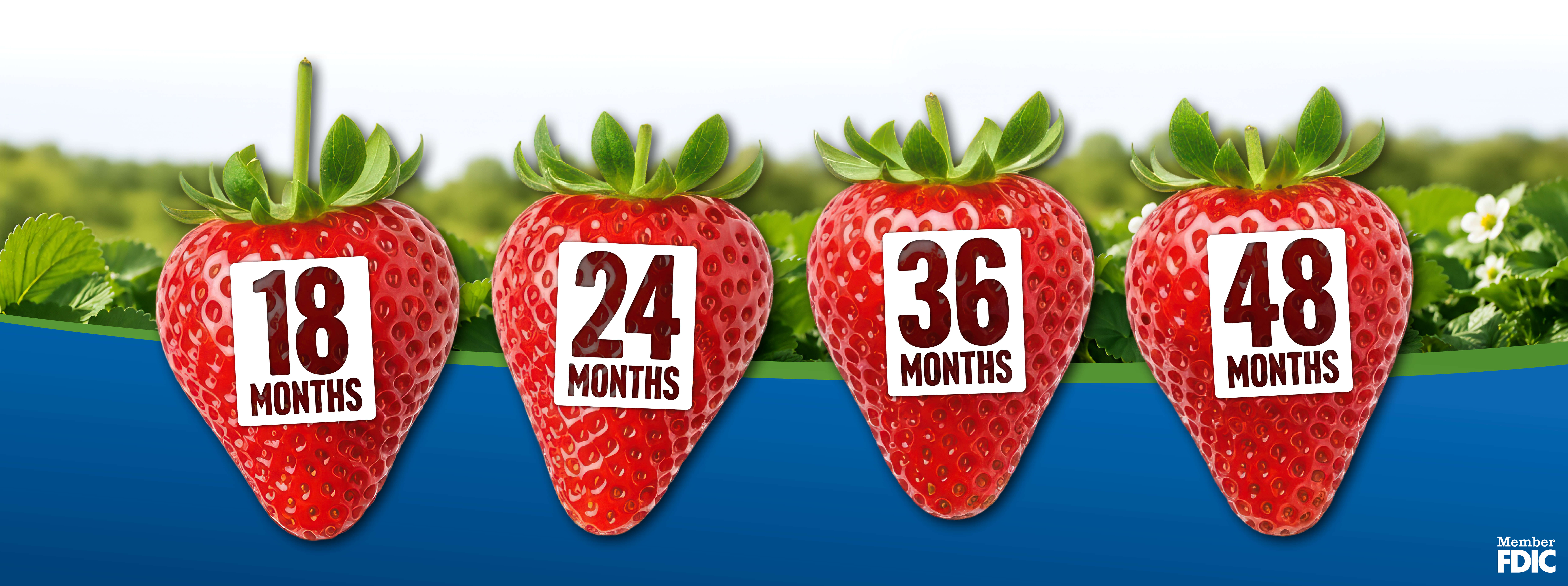 strawberry rates